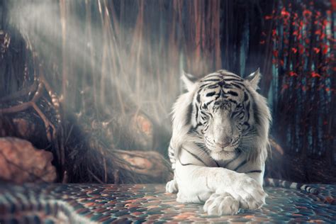 白虎桌布|[320+] White Tiger Wallpapers